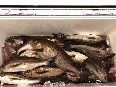 釣って来ました5月24日