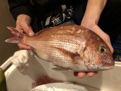 釣ってきましたマダイ ワラサ