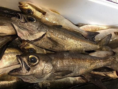 釣ってきました　6月28日