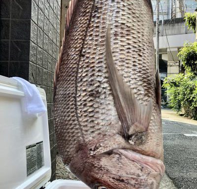 マダイ８k 南房総 館山　　