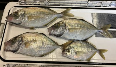 究極の美味しさ釣りカイワリ