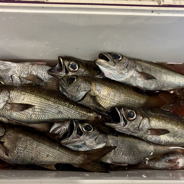 クロムツ釣ってきました