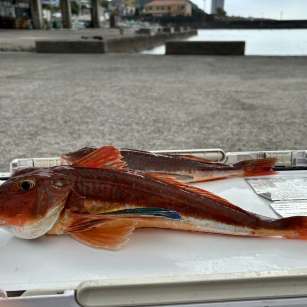 釣ってきました～クロムツ五目船