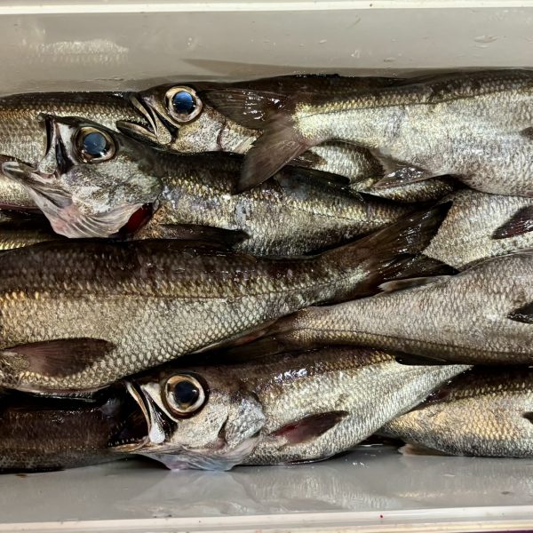 クロムツ、キンメダイ釣ってきました