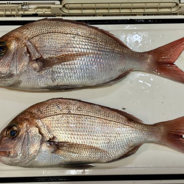 11月９日マダイ五目釣り